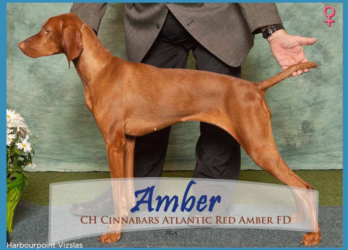 Amber-Card