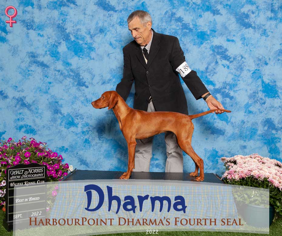 Vizsla Puppy Dharma