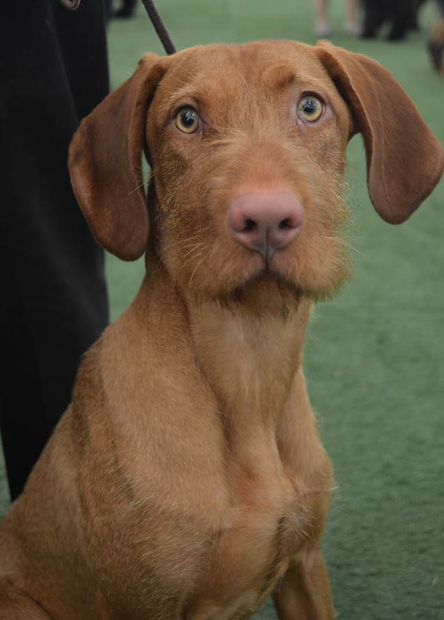 Wire Haired Vizsla