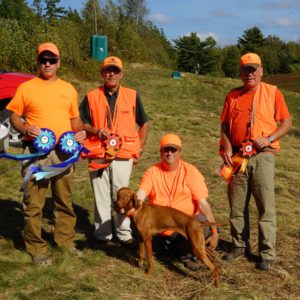 Vizsla Amber Field Dog