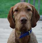 Wirehaired Vizsla