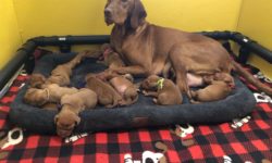 Lilly with her Vizsla Puppies
