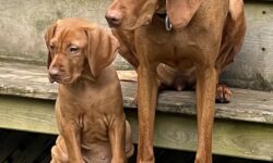 Siri and Stilton sitting on stairs.