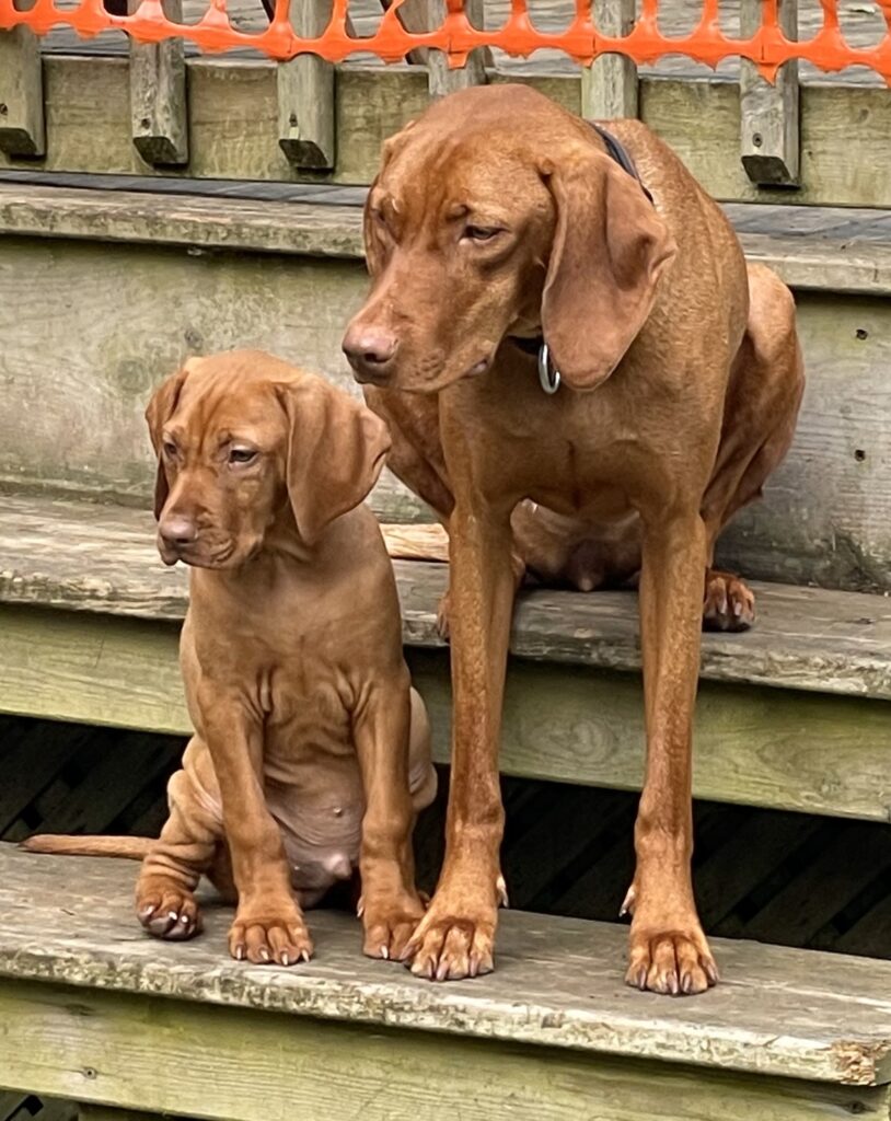 Siri and Stilton sitting on stairs.